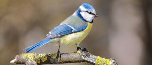 Blaumeise Singvogel