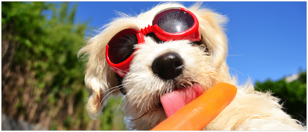 Tiere Sommer Hitze Schutz