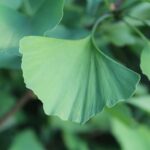 Ginkgoblatt