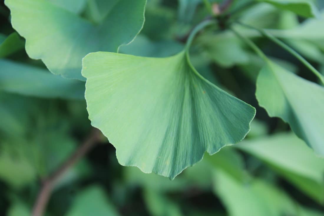 Ginkgoblatt