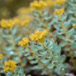 Rhodiola-Pflanze