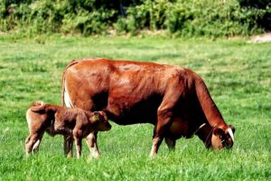 Tierschutz