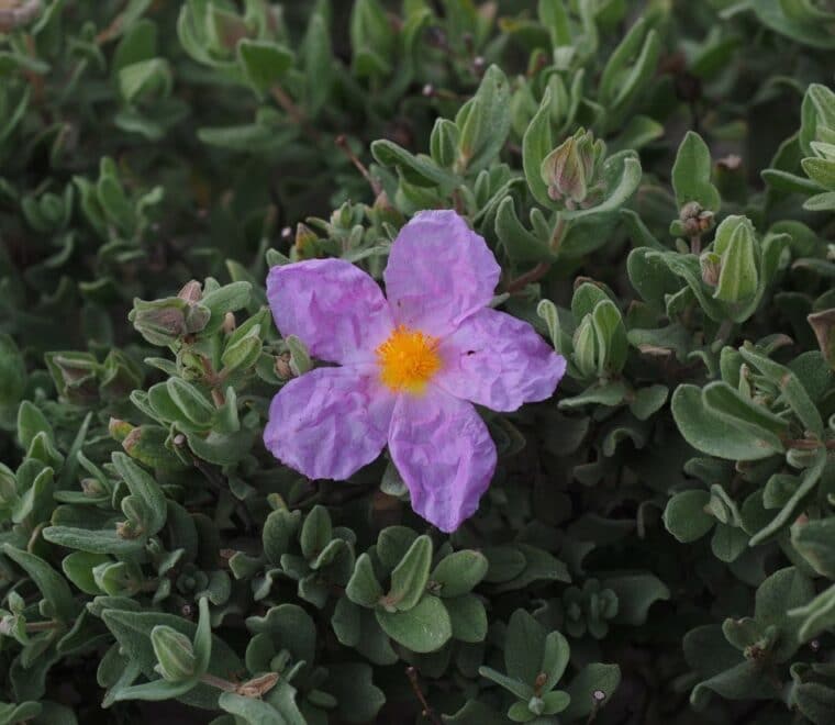 Cistus