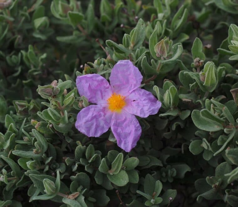 Cistus