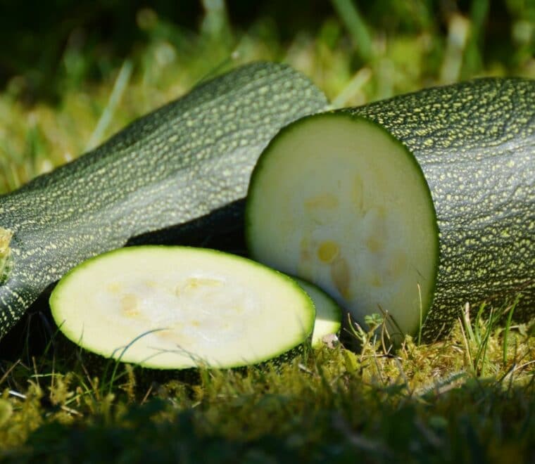 Garten-Zucchini