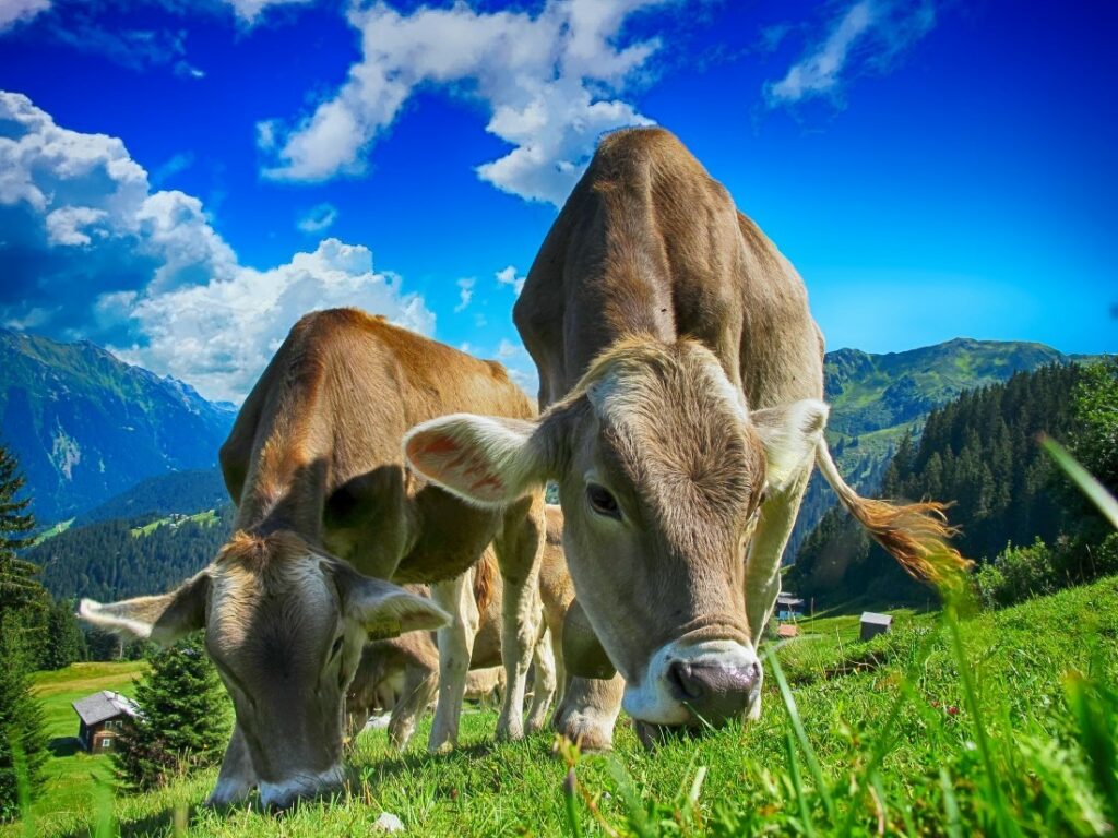 Weidemilch - mit mehr Tierwohl? Weidemilch ist meist auch Bio-Milch | Verbraucherschutz.com