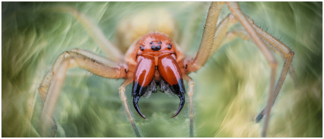 Ammen-Dornfingerspinne