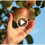 Apfel pfluecken Obstbaum