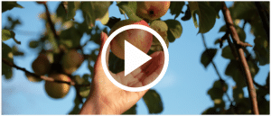 Apfel pfluecken Obstbaum