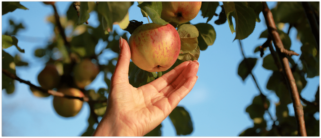 Apfel pfluecken Obstbaum